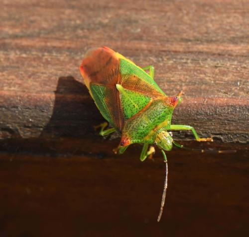 Acanthosoma haemorrhoidale